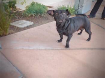 YELLOWSTONE -  Pit Bull Terrier and Dachshund Dog for Adoption in San Jose, California - YELLOWSTONE | PetCurious