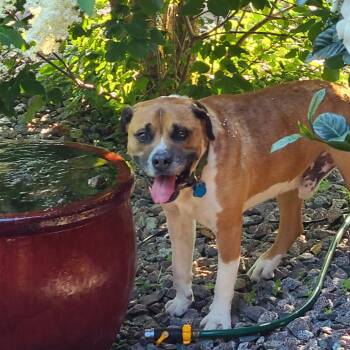 Vernon 22505 -  American Bulldog and Boxer Dog for Adoption in Minneapolis, Minnesota - Vernon 22505 | PetCurious