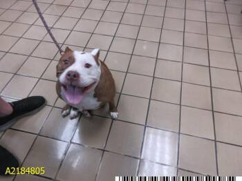SPECKTRA -  Mixed Breed Dog for Adoption in West Palm Beach, Florida - SPECKTRA | PetCurious
