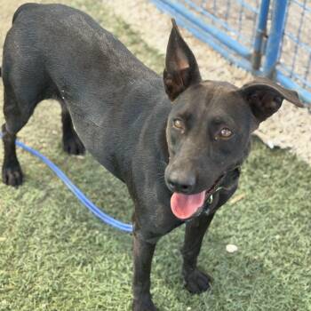 Rescue Labrador Retriever Dogs for Adoption in Williston, Vermont - Cleopatra | PetCurious