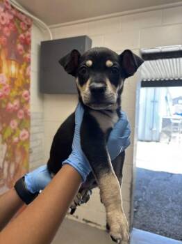NUGGET -  Beagle and Mixed Breed Dog for Adoption in San Bernardino, California - NUGGET | PetCurious