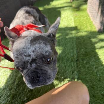 Katrina -  French Bulldog Dog for Adoption in Louise, Texas - Katrina | PetCurious