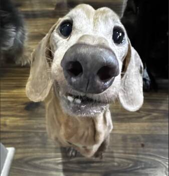 Limbo and Delilah -  Dachshund Dog for Adoption in New York, New York - Limbo And Delilah | PetCurious