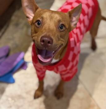 Basenji Dogs Available for Adoption in Houston, Texas - Ginger Dominique | PetCurious