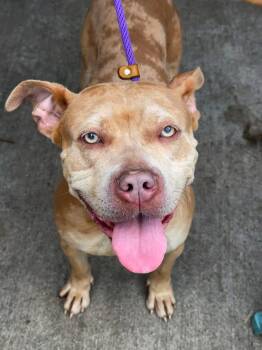Pit Bull Terrier Dogs Available for Adoption in Chicago, Illinois - Popcorn | PetCurious