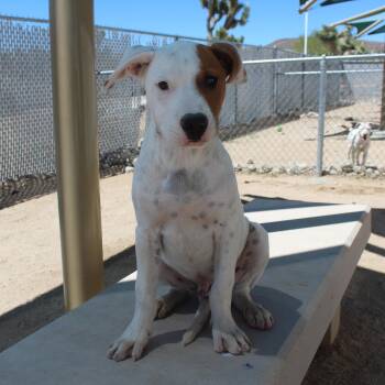 Pit Bull Terrier Dogs Available for Adoption in Yucca Valley, California - Sage | PetCurious
