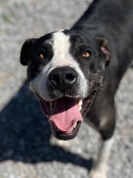 Ruckus -  Mixed Breed Dog for Adoption in Calhoun, Kentucky - Ruckus | PetCurious