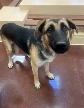 Rescue German Shepherd Dog and Mixed Breed Dogs for Adoption in Blythe, California - ZEKE | PetCurious