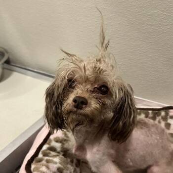Mixed Breed Dogs Available for Adoption in Oak Brook, Illinois - Lyla | PetCurious