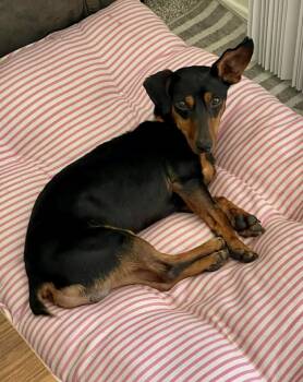 Rescue Dachshund Dogs for Adoption in Middletown, Connecticut - Rocky | PetCurious