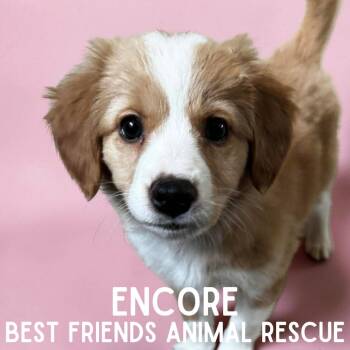 Beagle Dogs Available for Adoption - Encore | PetCurious