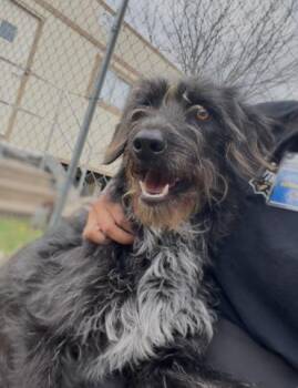 Schnauzer and Mixed Breed Dogs Available for Adoption - LYKA | PetCurious