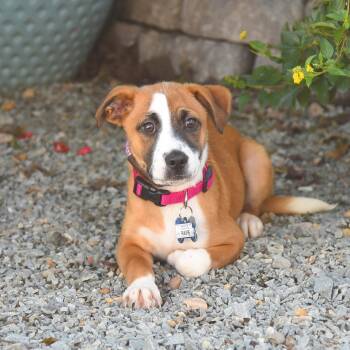 Rescue Labrador Retriever Dogs for Adoption in Wake Forest, North Carolina - Raife | PetCurious