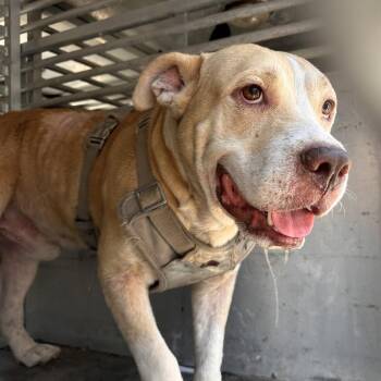 Pit Bull Terrier Dogs Available for Adoption in Edinburg, Texas - Colin | PetCurious