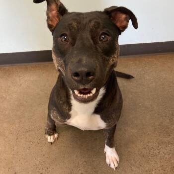 Rescue Mixed Breed Dogs for Adoption in Mishawaka, Indiana - Watermelon | PetCurious