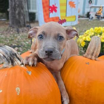 Rescue Hound Dogs for Adoption in Rock Hill, South Carolina - Hiccup | PetCurious