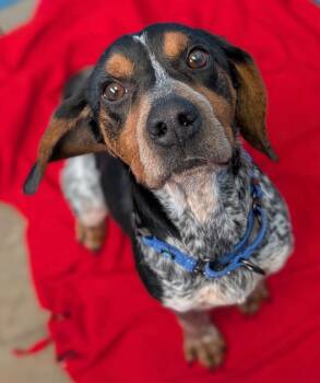 Bluetick Coonhound and Beagle Dogs Available for Adoption - Bill | PetCurious