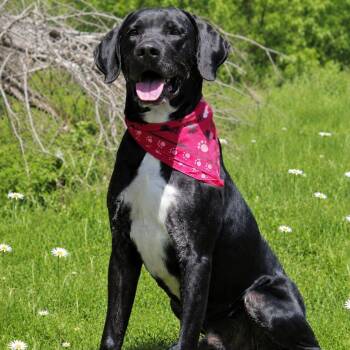 Gator -  Mixed Breed Dog for Adoption in Grayling, Michigan - Gator | PetCurious