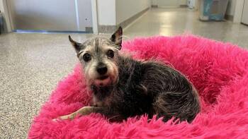 Itty Bitty -  Chihuahua and Terrier Dog for Adoption in Chestertown, Maryland - Itty Bitty | PetCurious