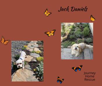 Jack Daniels -  Pomapoo and Shih Tzu Dog for Adoption in East Wenatchee, Washington - Jack Daniels | PetCurious