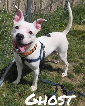 Ghost -  Pit Bull Terrier Dog for Adoption in Youngstown, Ohio - Ghost | PetCurious