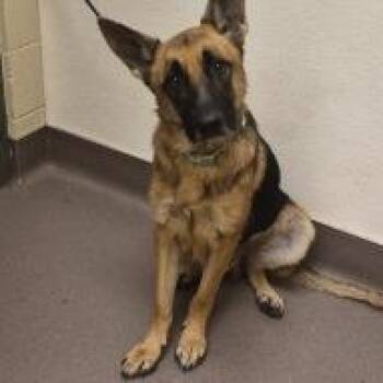 Ziggy -  Shepherd Dog for Adoption in Norman, Oklahoma - Ziggy | PetCurious