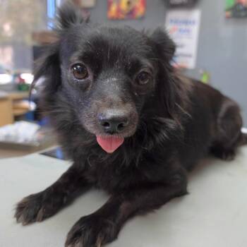 Debby Jellinsky - Chino Hills Location -  Pomeranian and Mixed Breed Dog for Adoption in Chino Hills, California - Debby Jellinsky - Chino Hills Location | PetCurious