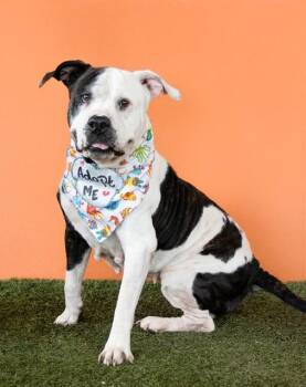American Bulldog and Mixed Breed Dogs Available for Adoption - COOKIE | PetCurious