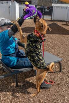 Mixed Breed Dogs Available for Adoption in Chamblee, Georgia - Richy Rich | PetCurious