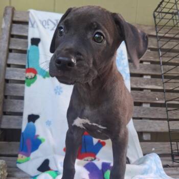 Koko Samoa -  Coonhound Dog for Adoption in Wahiawa, Hawaii - Koko Samoa | PetCurious