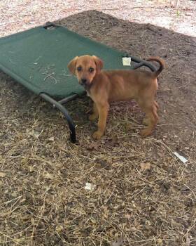 Redbone Coonhound and Rhodesian Ridgeback Dogs Available for Adoption in Ball Ground, Georgia - Ellie | PetCurious