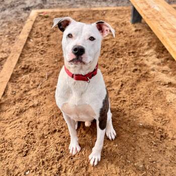 Mixed Breed Dogs Available for Adoption in Midland, Michigan - Sizzle, In Foster And Sponsored! No Fee | PetCurious