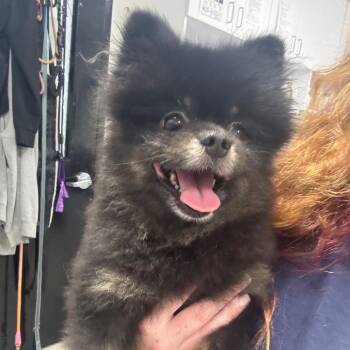 Lobo -  Pomeranian Dog for Adoption in Newark, New Jersey - Lobo | PetCurious