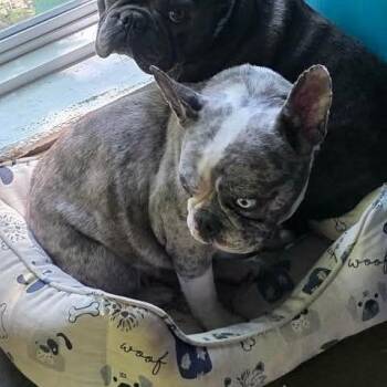 French Bulldog Dogs Available for Adoption in Overland Park, Kansas - Jewel | PetCurious