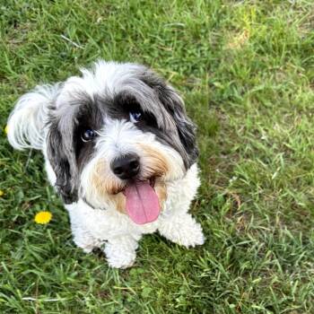 Havanese and Cavalier King Charles Spaniel Dogs Available for Adoption in Minneapolis, Minnesota - Rosa | PetCurious