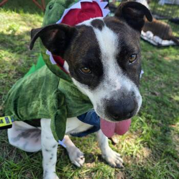 Bodhi -  Pit Bull Terrier and Basset Hound Dog for Adoption in Melbourne, Florida - Bodhi | PetCurious