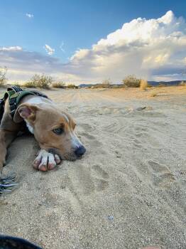 Rescue Labrador Retriever and Pit Bull Terrier Dogs for Adoption in Joshua Tree, California - SPURS | PetCurious