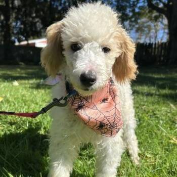 Casper -  Miniature Poodle Dog for Adoption in Cincinnati, Ohio - Casper | PetCurious