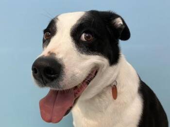 Luna -  Border Collie and Boxer Dog for Adoption in Woodbury, Minnesota - Luna | PetCurious