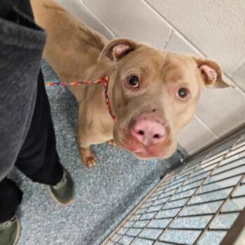 Pit Bull Terrier Dogs Available for Adoption in Greensboro, North Carolina - King | PetCurious