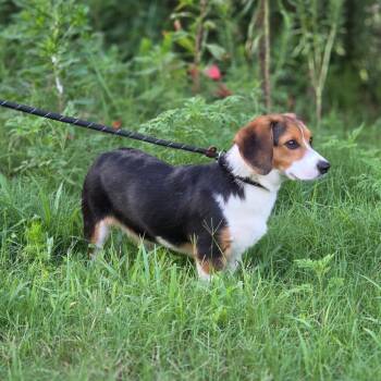 Snowball -  Beagle and Corgi Dog for Adoption in Chesapeake, Virginia - Snowball | PetCurious