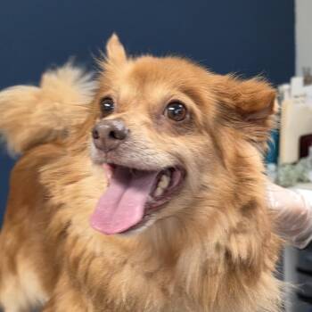 Moana -  Chihuahua and Mixed Breed Dog for Adoption in Philadelphia, Pennsylvania - Moana | PetCurious