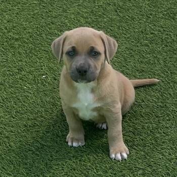 Black Labrador Retriever Dogs Available for Adoption in Loxahatchee Groves, Florida - Emerald 6735 | PetCurious