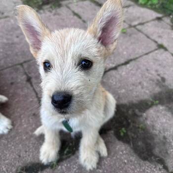 Amada -  Mixed Breed Dog for Adoption in Buffalo, Minnesota - Amada | PetCurious