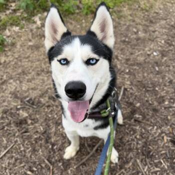 Siberian Husky Dogs Available for Adoption in Phoenixville, Pennsylvania - David | PetCurious