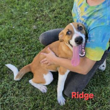 Ridge -  Hound and Mixed Breed Dog for Adoption in Washington, District Of Columbia - Ridge | PetCurious