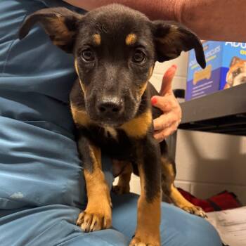 Elizabeth -  Mixed Breed Dog for Adoption in Englewood, Florida - Elizabeth | PetCurious