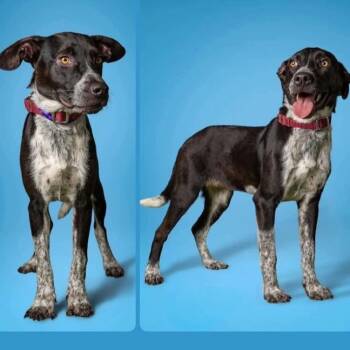 Evie -  Pointer and Australian Cattle Dog Blue Heeler Dog for Adoption in Marseilles, Illinois - Evie | PetCurious