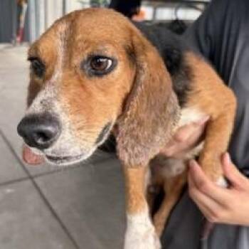 Ravioli -  Beagle Dog for Adoption in East Hanover, New Jersey - Ravioli | PetCurious