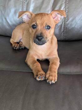 Dyle -  Chihuahua and Dachshund Dog for Adoption in Baton Rouge, Louisiana - Dyle | PetCurious